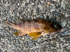ハタの釣果