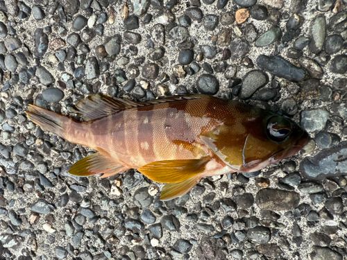 ハタの釣果