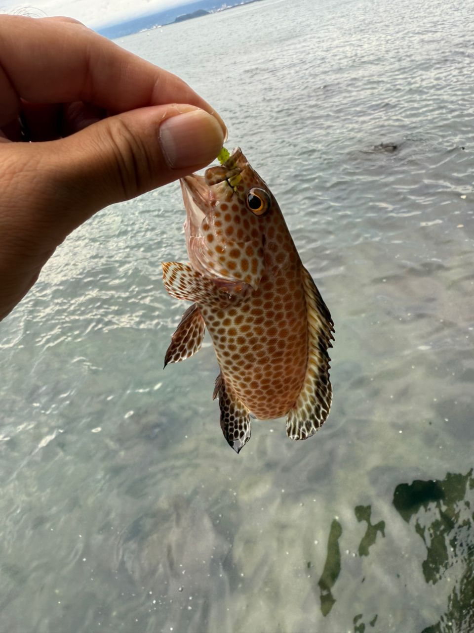 ハタ