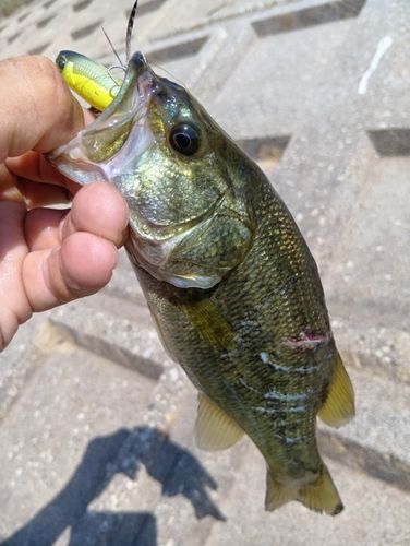 ラージマウスバスの釣果