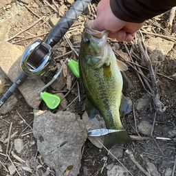 ラージマウスバス