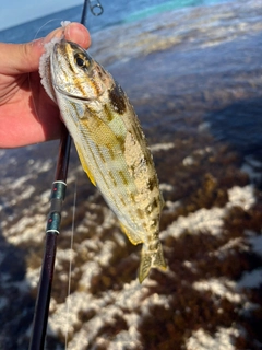 釣果