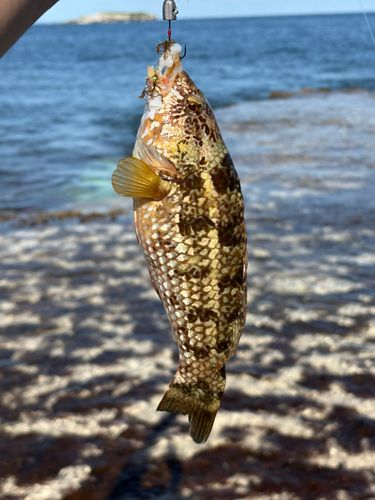 釣果