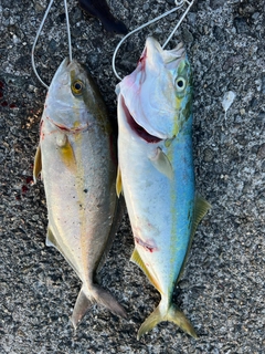ショゴの釣果