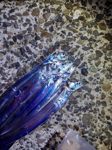 タチウオの釣果