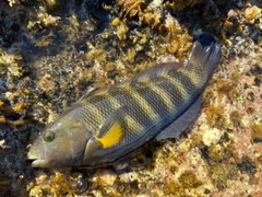 釣果