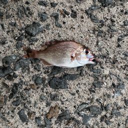 チャリコ