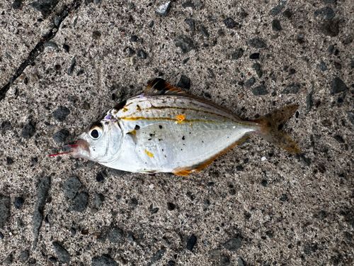 ヒイラギの釣果