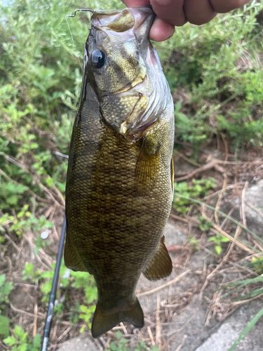 スモールマウスバスの釣果