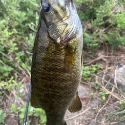 スモールマウスバス