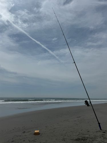 チャリコの釣果