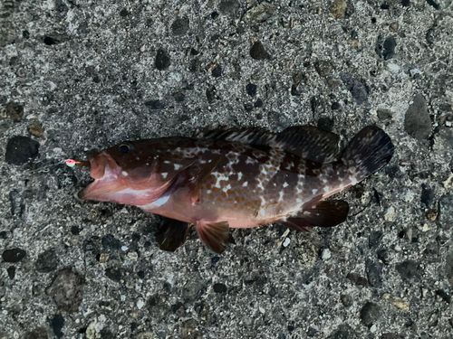 キジハタの釣果