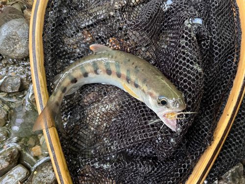 ヤマメの釣果