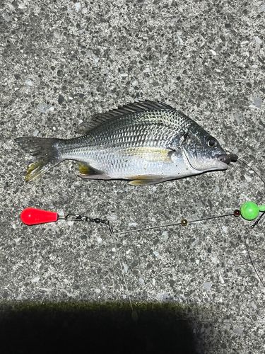 キチヌの釣果