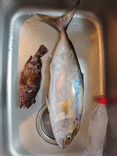 ネイリの釣果