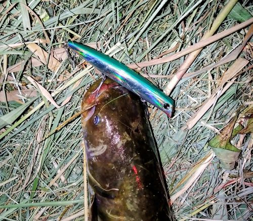 ナマズの釣果