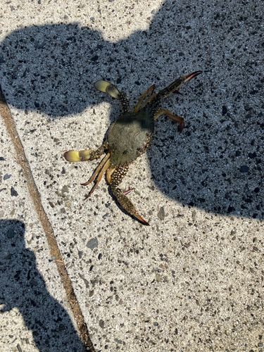 カニの釣果
