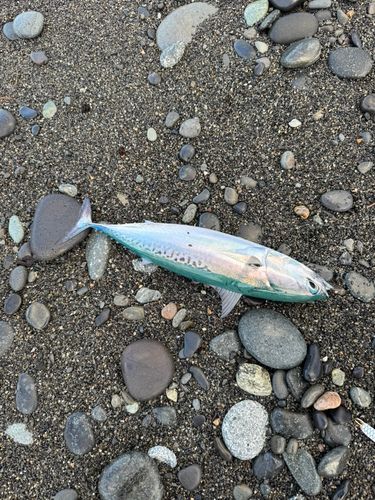 ソウダガツオの釣果