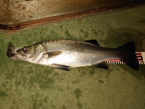 ヒラスズキの釣果