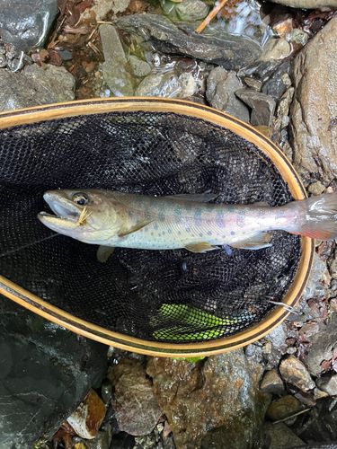ヤマメの釣果