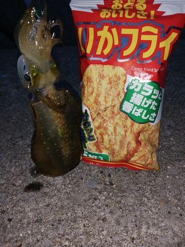 アオリイカの釣果