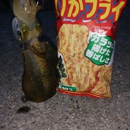 アオリイカ