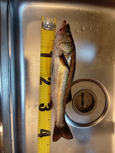 スズキの釣果