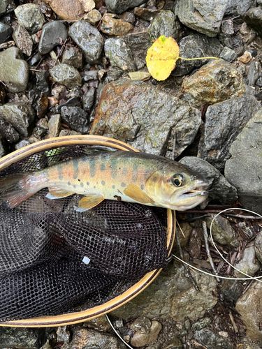 本谷・中ノ沢毛ばり釣り専用区