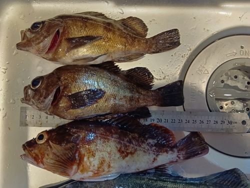 メバルの釣果