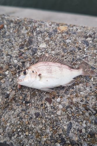 チャリコの釣果