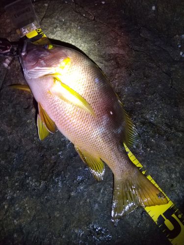 シブダイの釣果