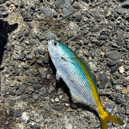 タカベ