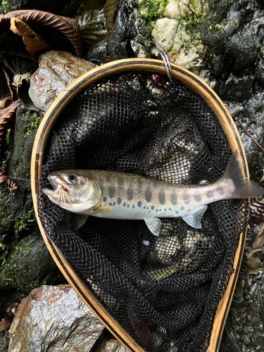 ヤマメの釣果