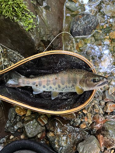 ヤマメの釣果