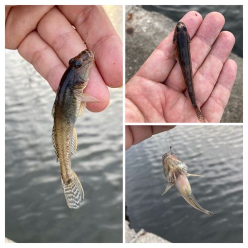 ハゼの釣果
