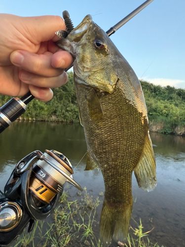 スモールマウスバスの釣果