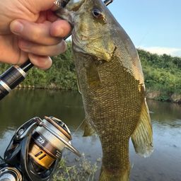 スモールマウスバス