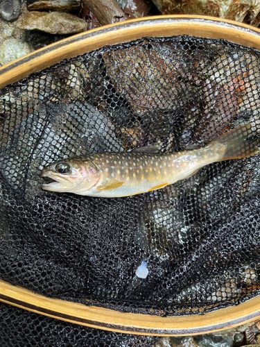イワナの釣果