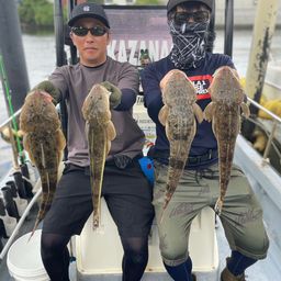 マゴチ