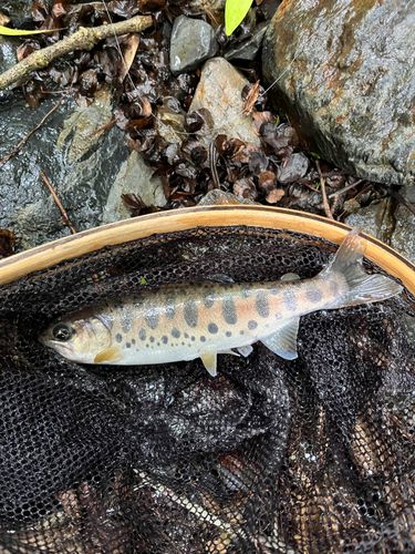 ヤマメの釣果