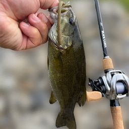 スモールマウスバス