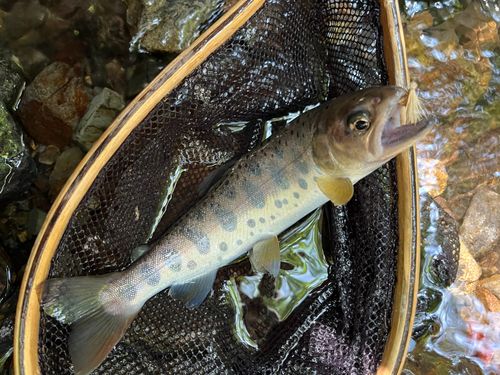 ヤマメの釣果