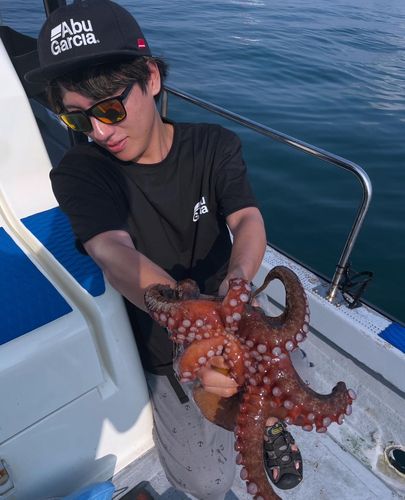 タコの釣果