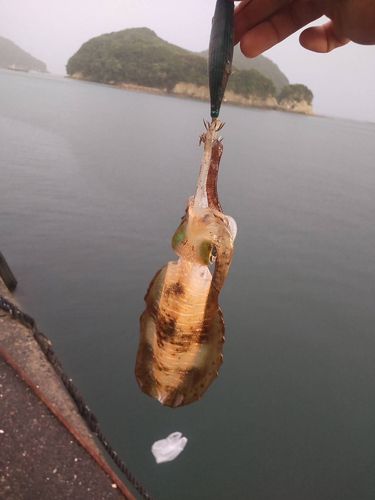 宿毛湾