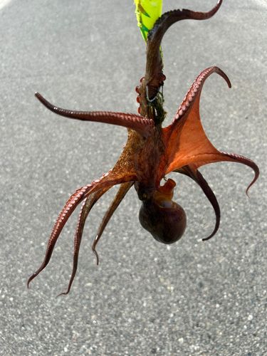 タコの釣果
