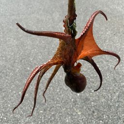 タコ