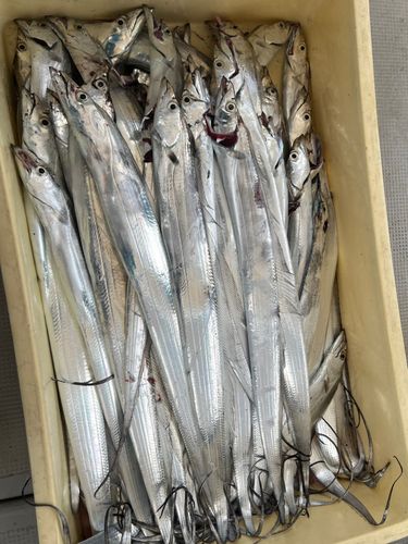 タチウオの釣果