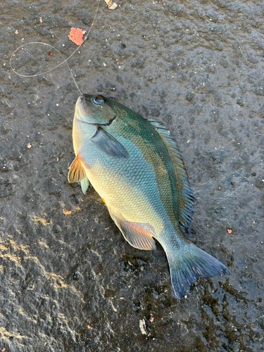 メジナの釣果