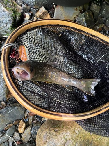 イワナの釣果