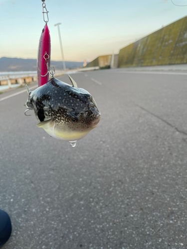 クサフグの釣果